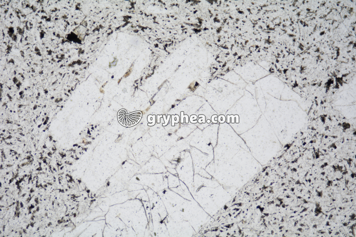 Trachyte LPNA x25 - gryphea.com